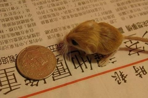  Pygmy Jerboa (Salpingotulus michaelis) in front of coin. Coin is used to show the size of the  Pygmy Jerboa.