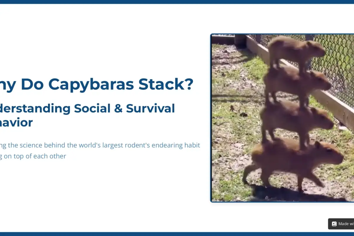 A stack of four capybaras standing on top of each other in a grassy enclosure, illustrating the behavior.