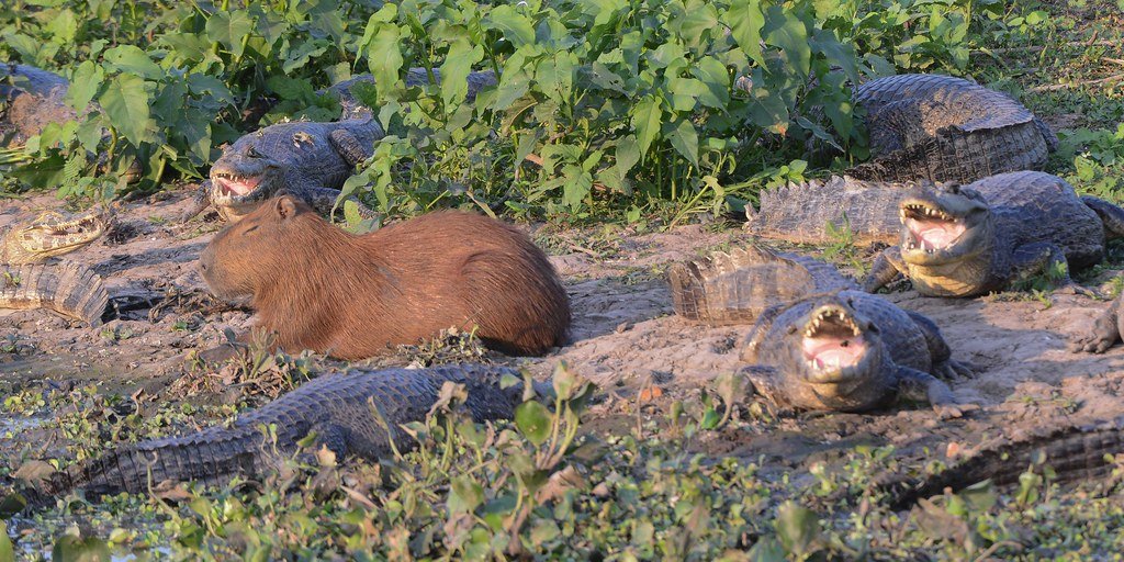 Capybara & Yacare Caimans